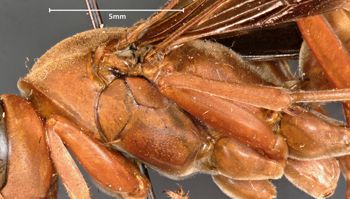 Media type: image;   Entomology 33139 Aspect: thorax lateral